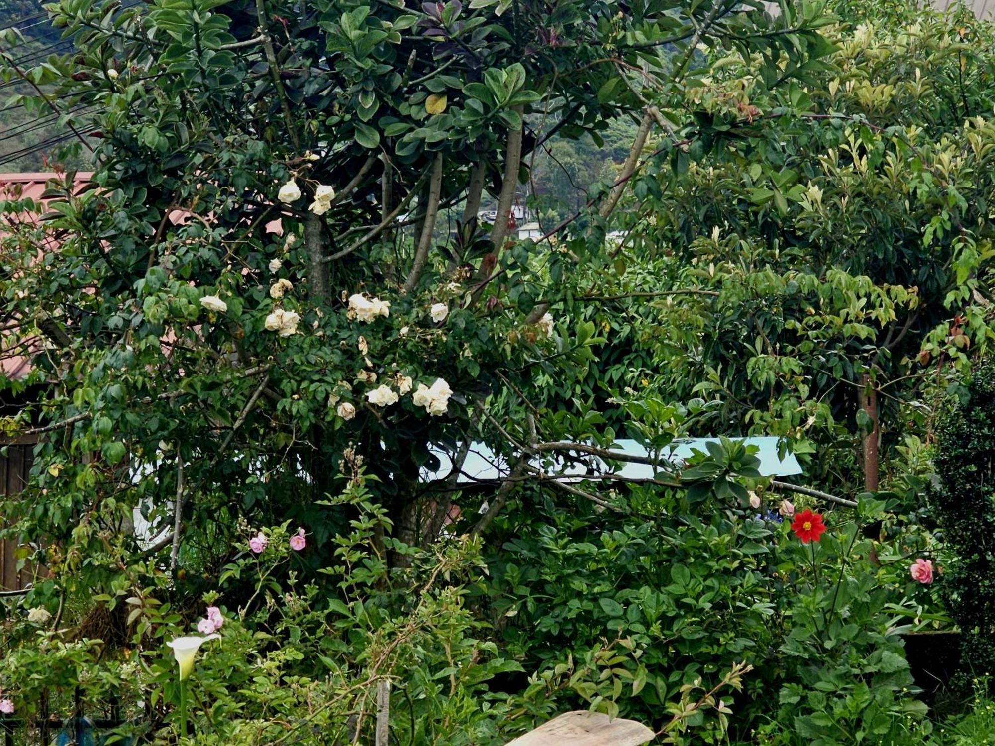 Haven Backpackers Hostel Nuwara Eliya Exterior photo